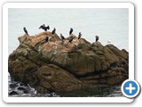 Catherine. Le rocher aux oiseaux