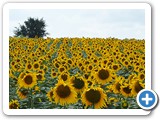 Sonia. Les tournesols